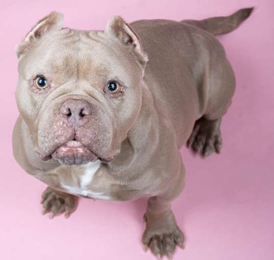 Photo of Honey Bear