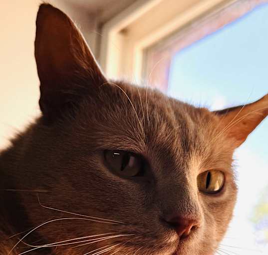 Photo of Cinnamon