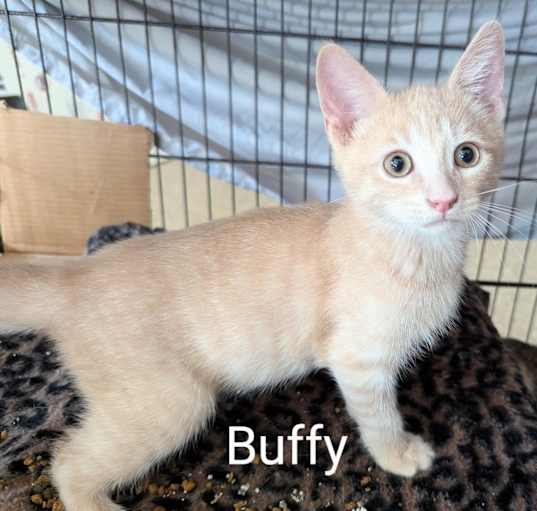 Photo of Buffy