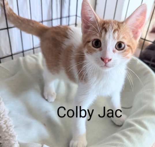 Photo of Colby Jac