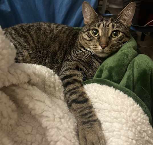 Photo of Toby