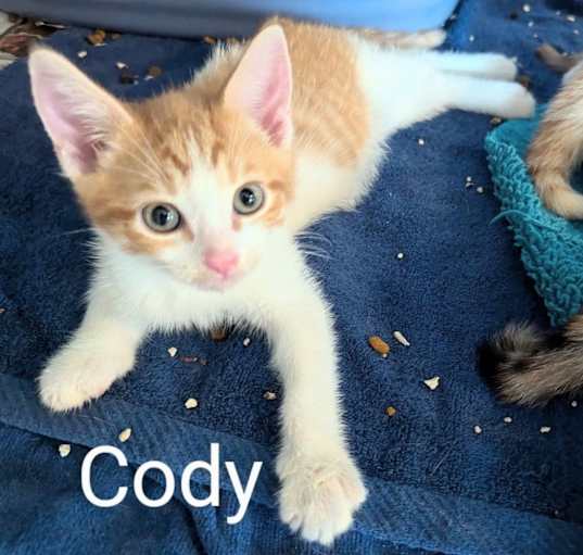 Photo of Cody