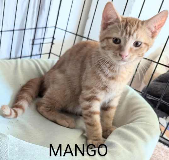 Photo of Mango