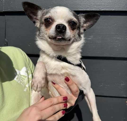 Photo of Smokey