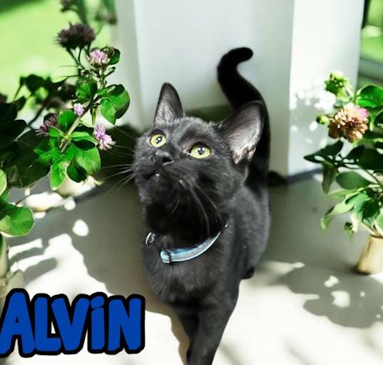Photo of Alvin