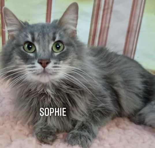Photo of SWEET,SWEET SOPHIE