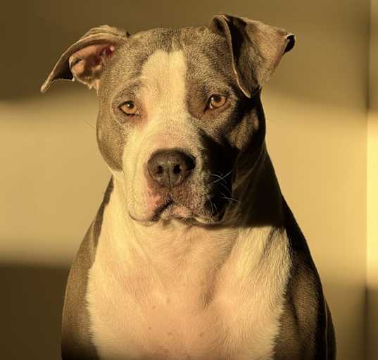 Photo of Nova