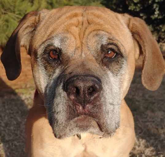 Photo of Pebbles