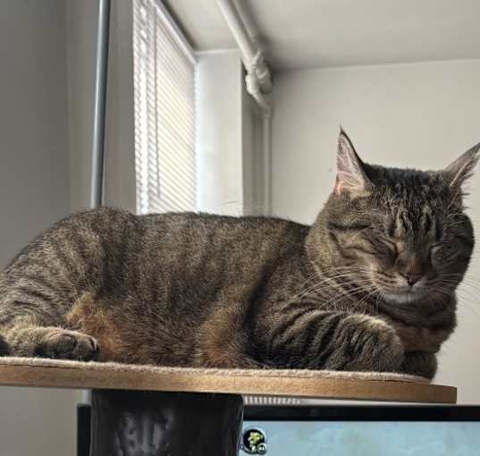 Photo of Penny