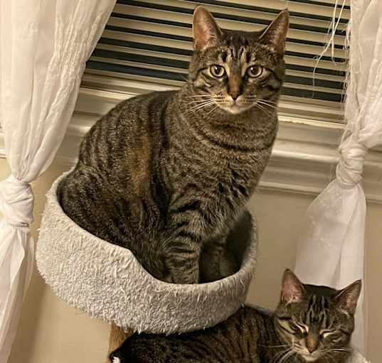 Photo of Tallulah  and Tabitha