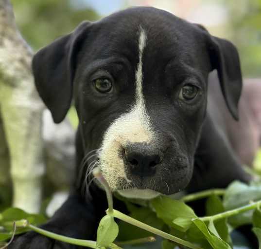 Photo of Bentley