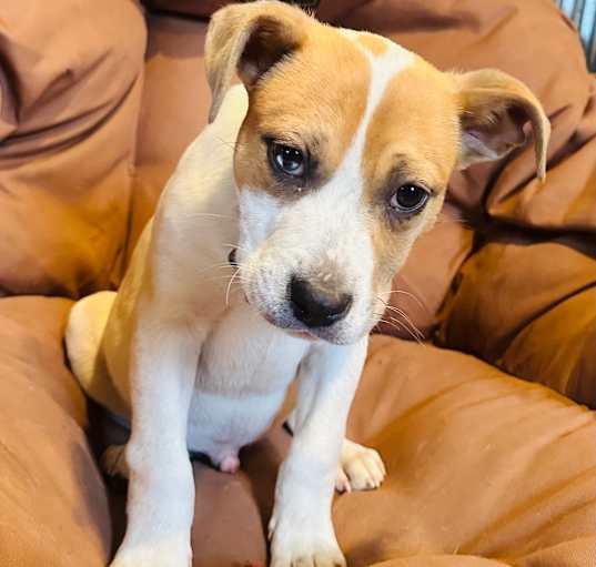 Photo of Taco - 2273