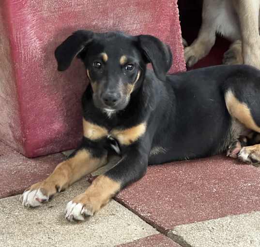 Photo of Apollo