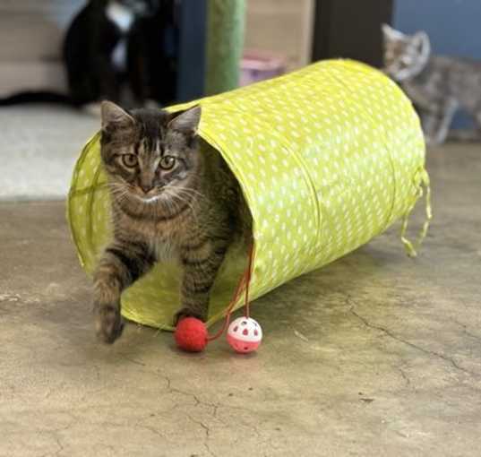 Photo of Dinky
