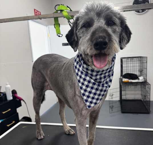 Photo of Daisy