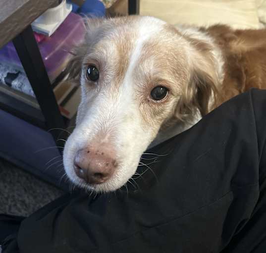 Photo of Snickers