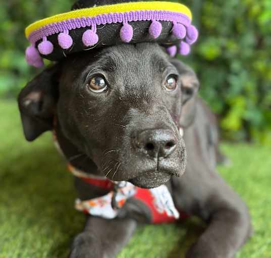Photo of Bucky