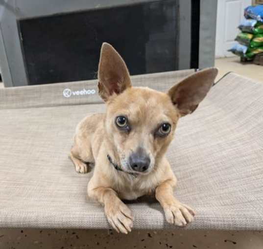 Photo of Pepper
