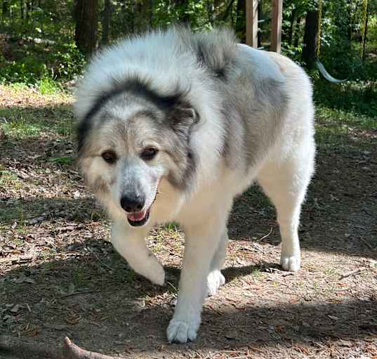Photo of Maple