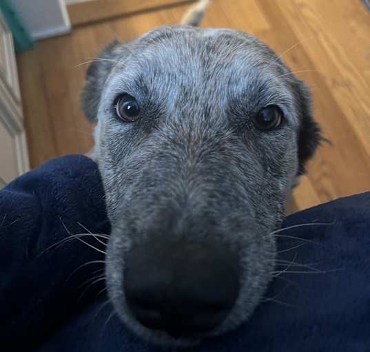 Photo of Pepper