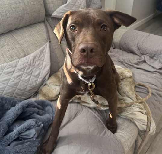 Photo of Kona