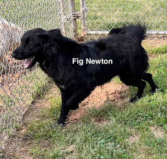 Photo of Fig Newton