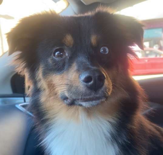 Photo of Bear