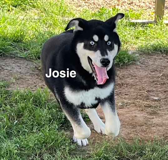Photo of Josie
