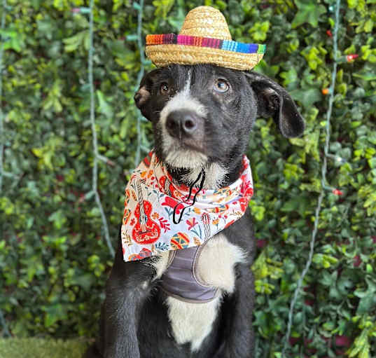 Photo of Zorro