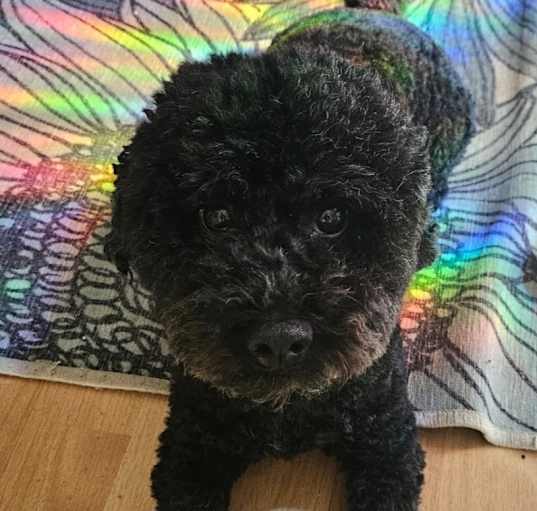 Photo of Frodo Waggins