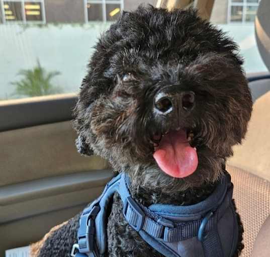 Photo of Frodo Waggins