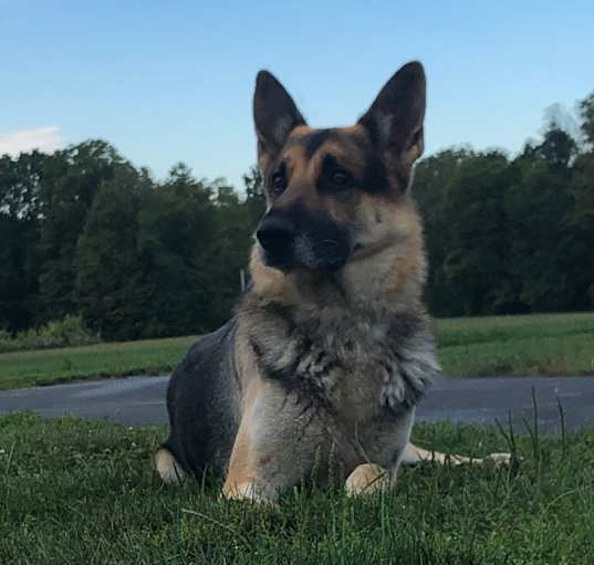 Photo of Chief