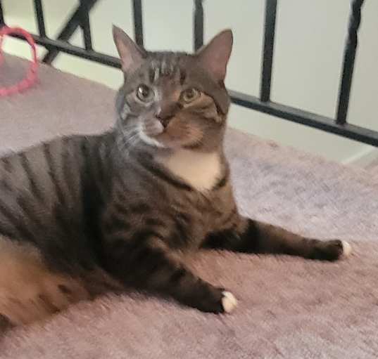 Photo of Smokey