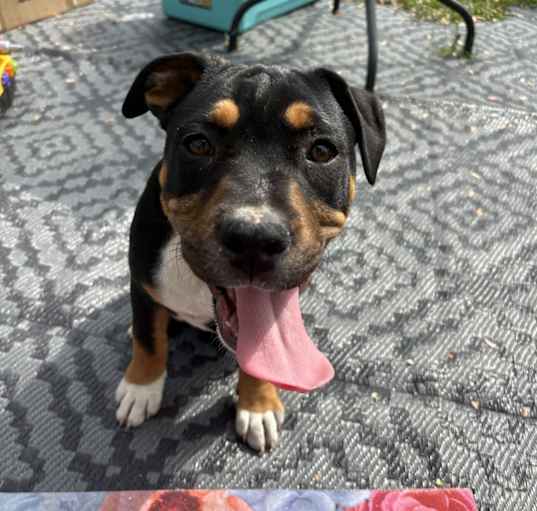 Photo of Atlas