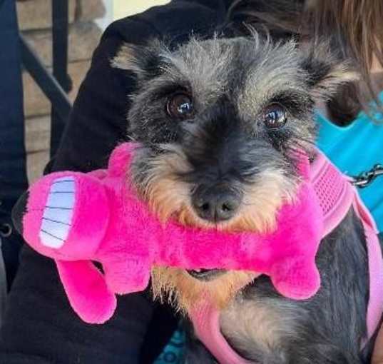 Photo of Chanel