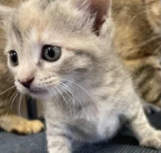 Photo of Lucky