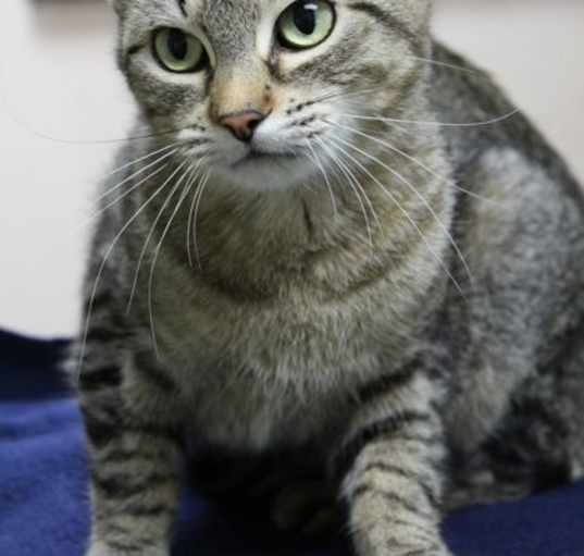 Photo of Fresca