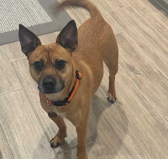 Photo of Pumpkin
