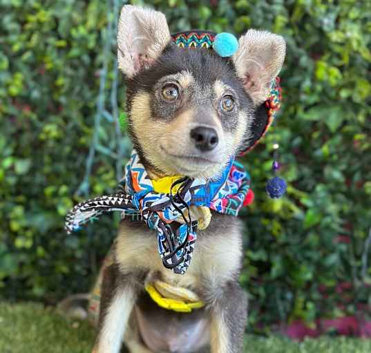 Photo of Jax
