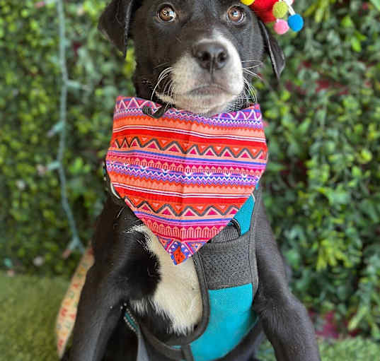 Photo of Archie