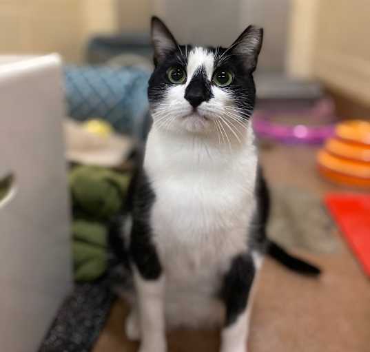 Photo of Sherman