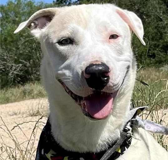 Photo of Ares