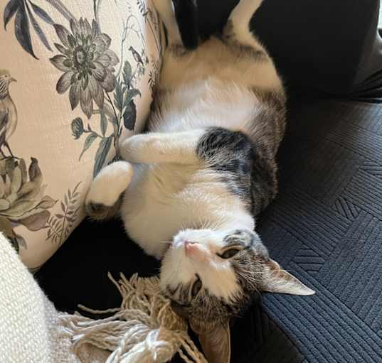 Photo of Ruby