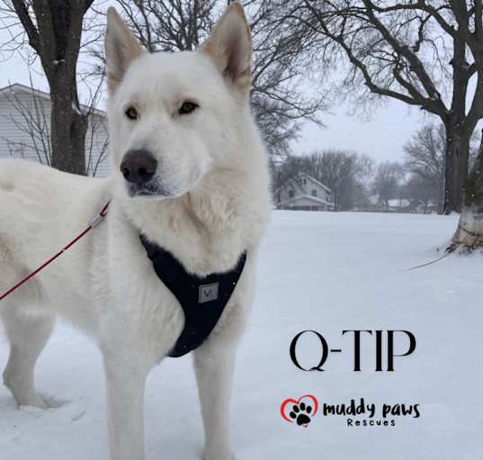 Photo of Q-Tip [Tippy] (Courtesy Post)