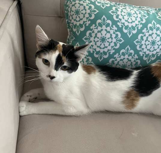 Photo of Kitty