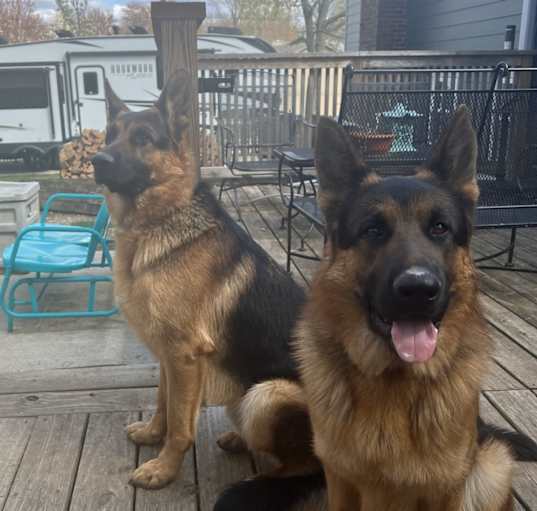 Photo of Miles and Blu    2 German Shepard's same litter