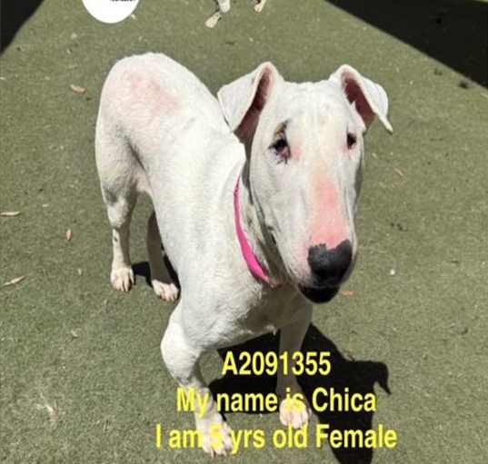 Photo of CHICA