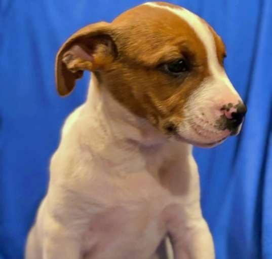 Photo of Peanut