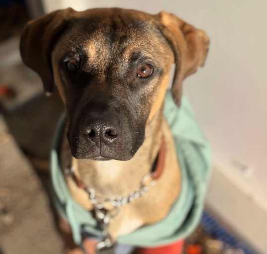 Photo of Otis