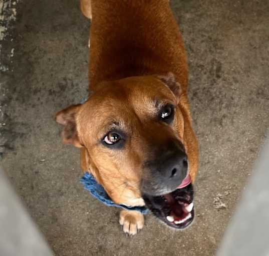 Photo of Meatball